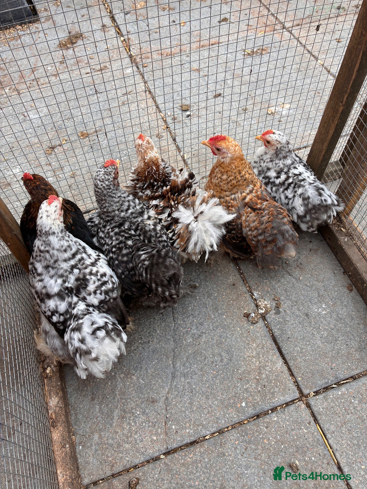 Mixed Breed poultry Pekin cross frizzle  - Advert 3