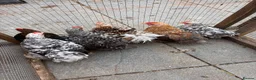 Mixed Breed poultry for sale: Pekin cross frizzle  - Advert 1