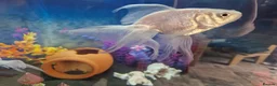 Other/Mixed Breed fish for sale: Solid Oak Fish Tank Cabinet  in Caerphilly - Advert 6
