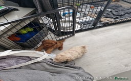 Poochon dogs for sale: Two gorgeous Poochon puppies - Image 10