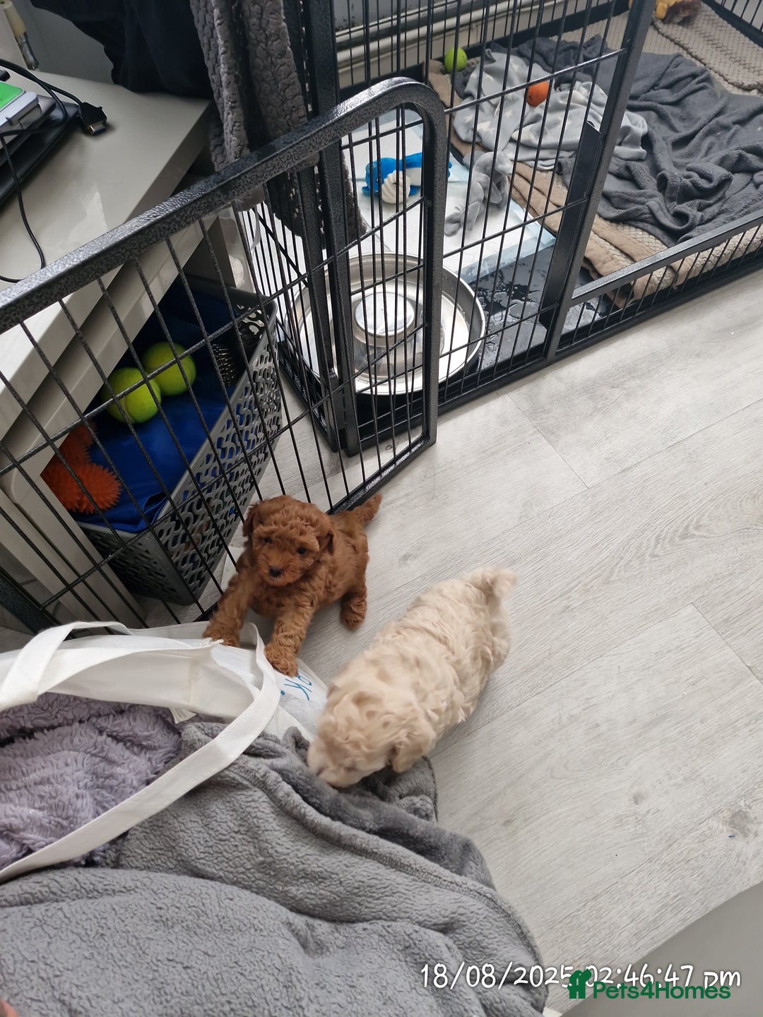 Poochon dogs for sale: Two gorgeous Poochon puppies - Image 10