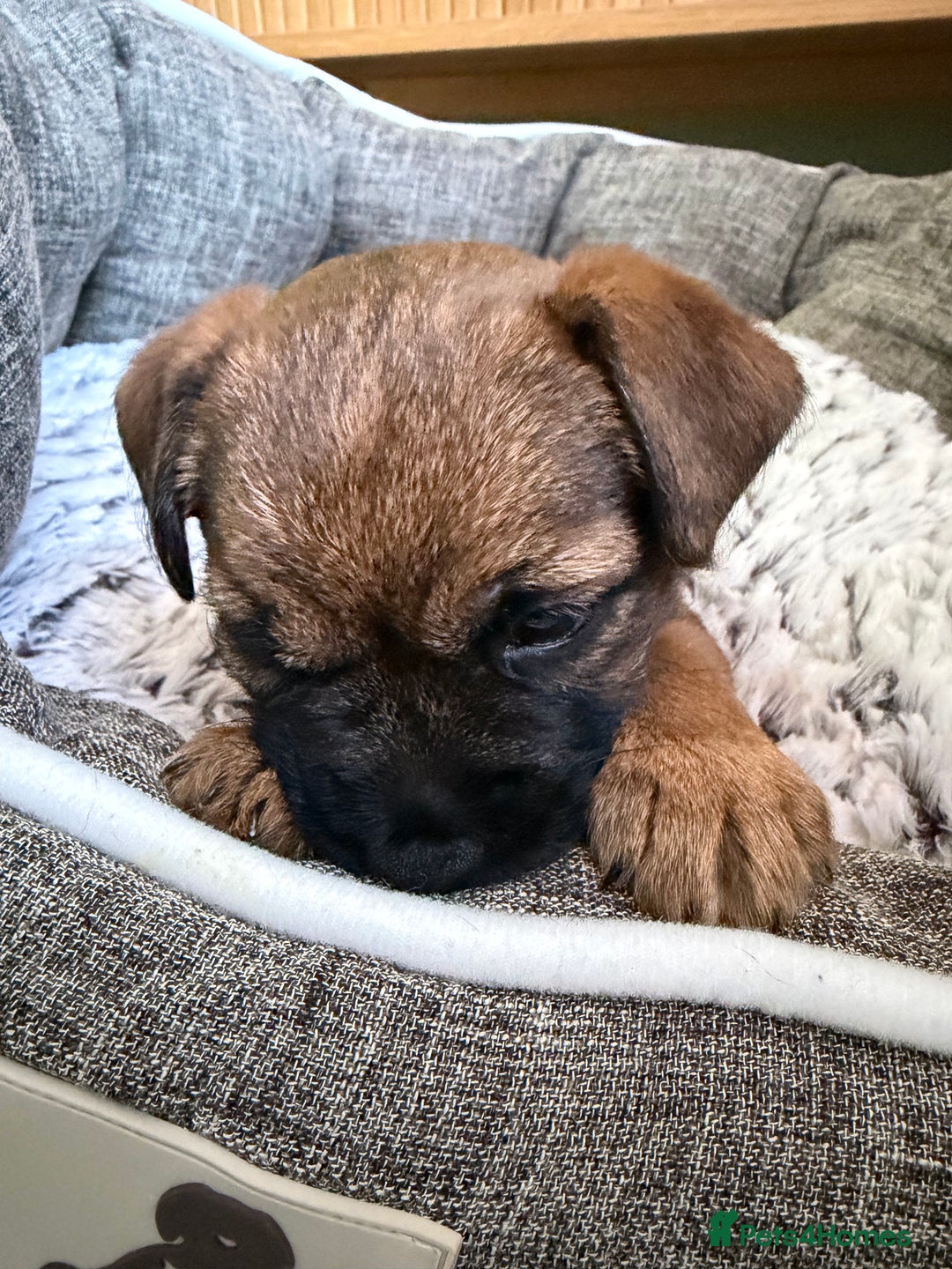 Border Terrier dogs for sale: Border Terrier. 10 week old male - Advert 5
