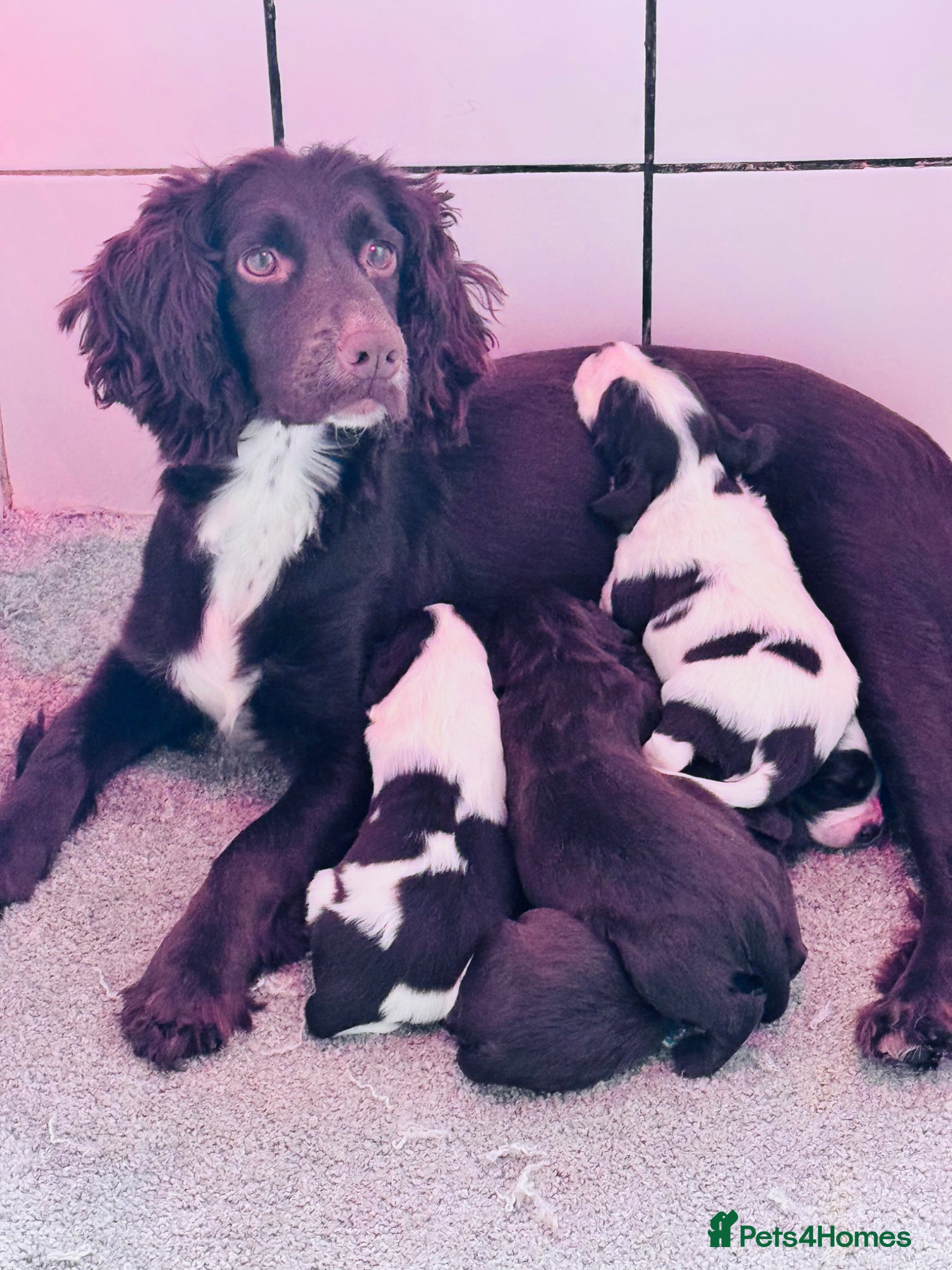 Sprocker dogs Sprocker Spaniels  - Advert 5