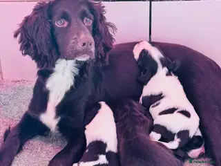 Sprocker dogs Sprocker Spaniels - Advert 1