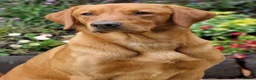 Labrador Retriever dogs for sale: Fox Red Puppies fully health tested FTCH lines in Swanage - Advert 7