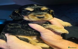 Cocker Spaniel dogs for sale: lyncham cocker spaniels - Image 6