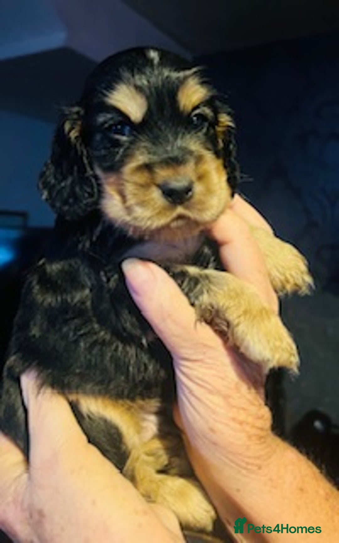 Cocker Spaniel dogs for sale: lyncham cocker spaniels - Image 6