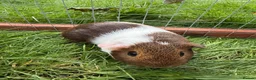 Guinea Pig rodents for sale: Female baby guinea pig! - Advert 3