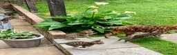 Bengal cats for sale: Beautiful Bengal Cross Kittens in Bexhill-on-Sea - Advert 4