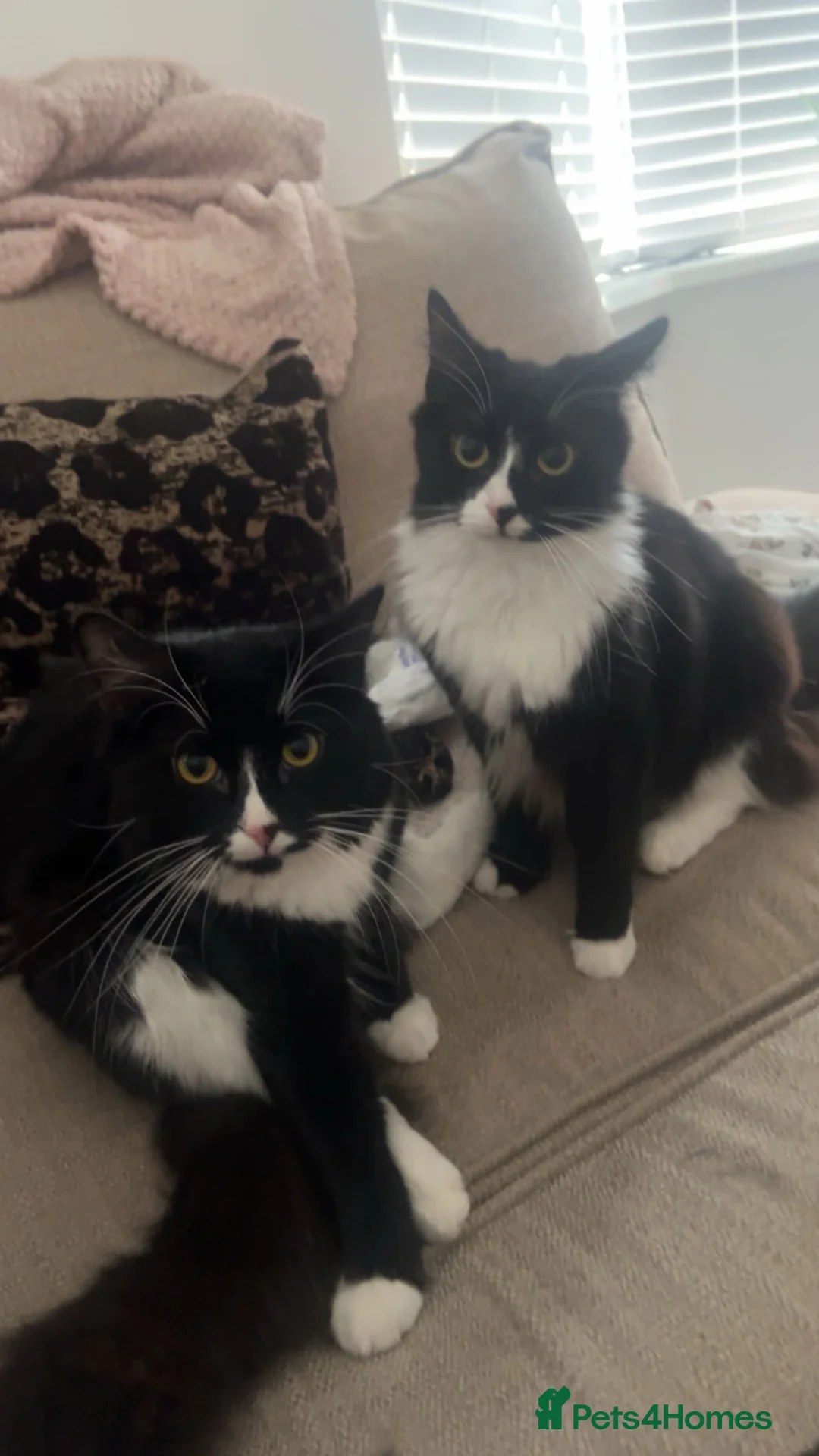 British Longhair cats for sale: Sushi and gizmo, longhaired  - Advert 2