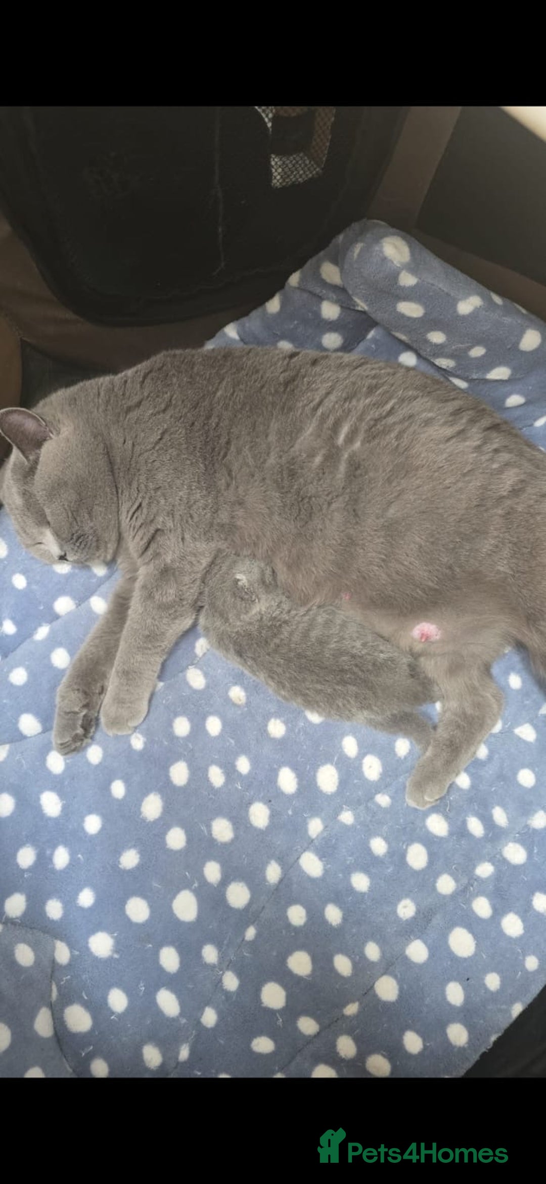 British Shorthair cats for sale: Beautiful British shorthair kittens  - Advert 3