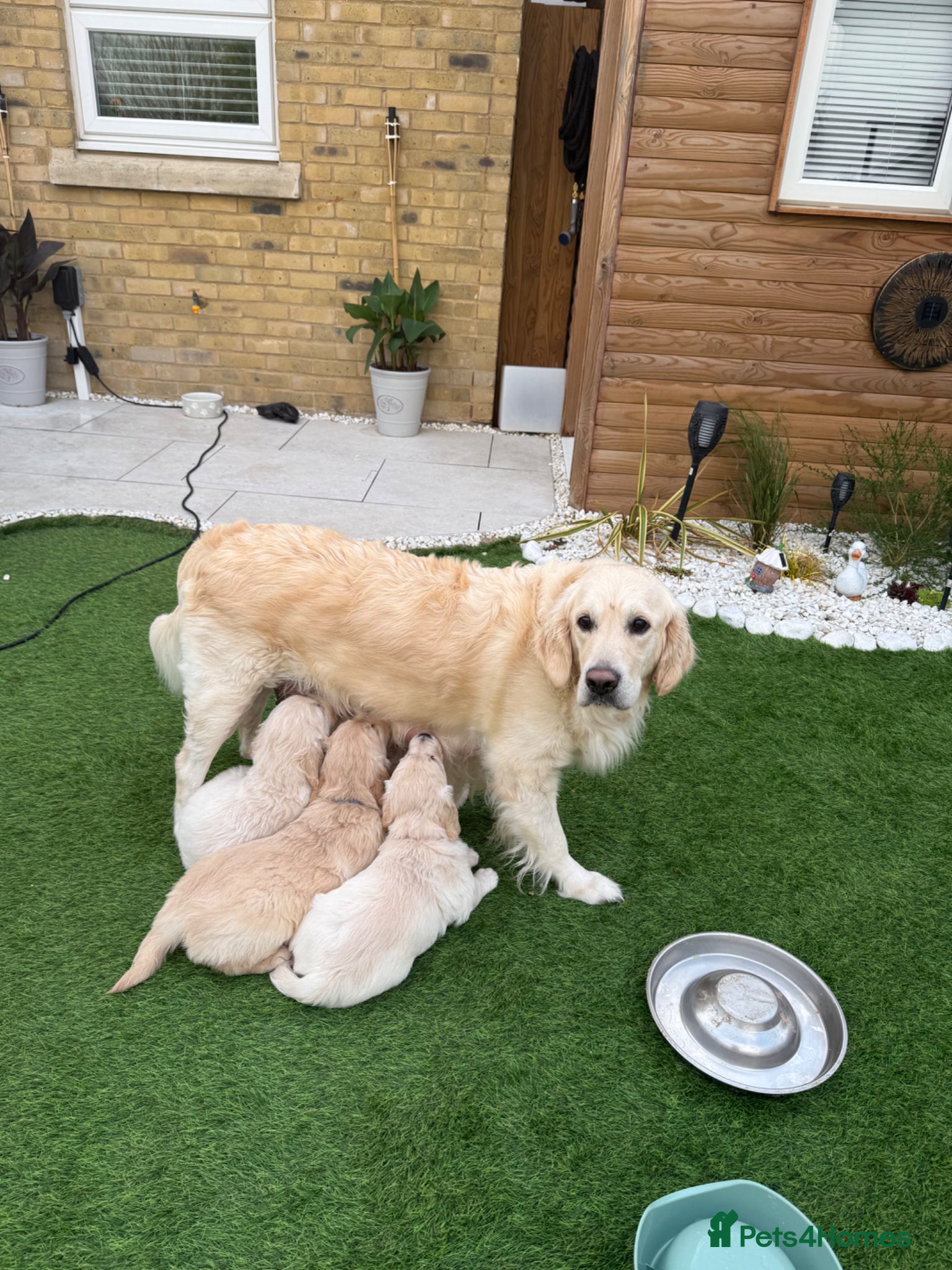 Golden Retriever dogs for sale: Beautiful chunky golden retriever puppies  in Chelmsford - Advert 16
