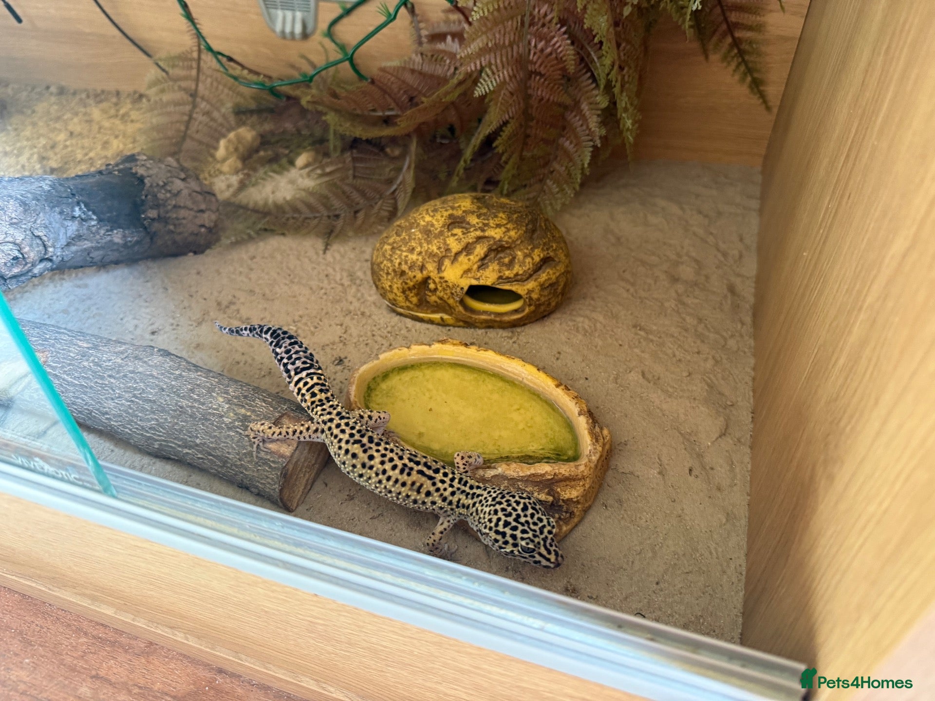 Leopard Gecko reptiles Leopard Gecko for sale - Advert 17