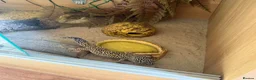 Leopard Gecko reptiles for sale: Leopard Gecko for sale in Wallingford - Advert 1