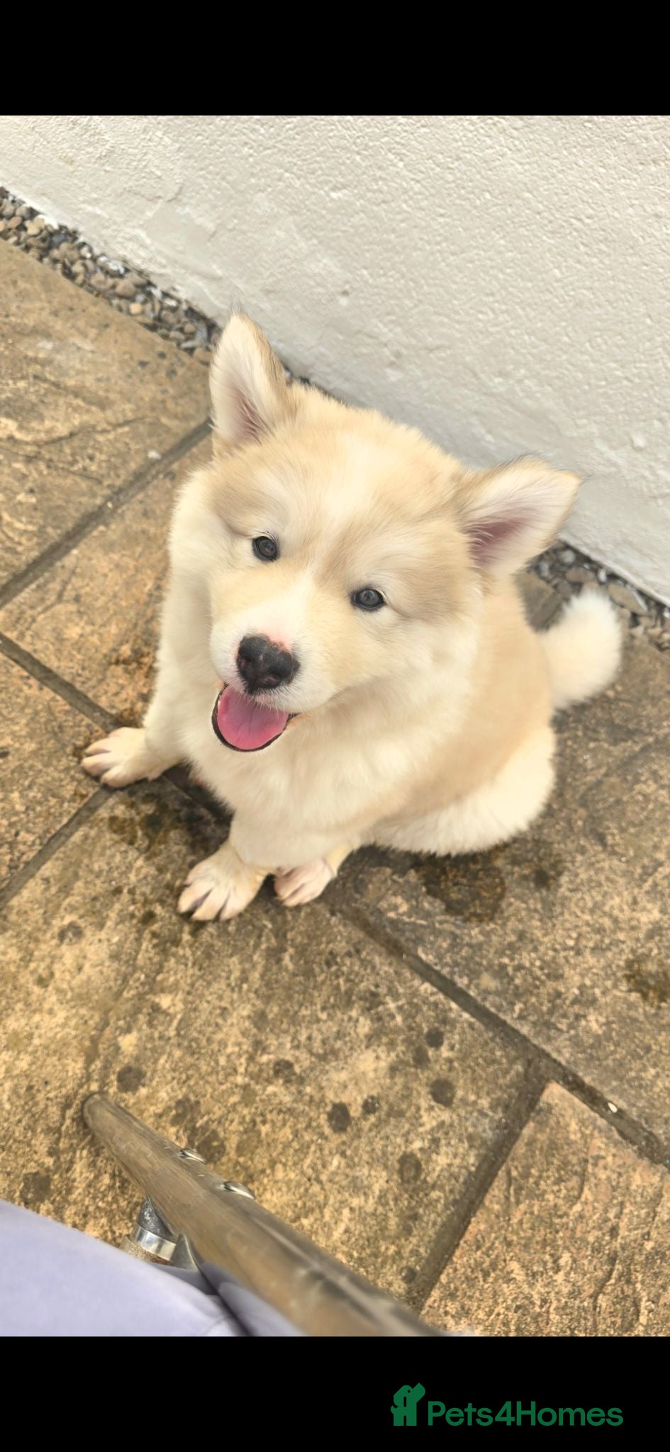 Mixed Breed dogs Two Beautiful AkitaMutes For Sale - Advert 16