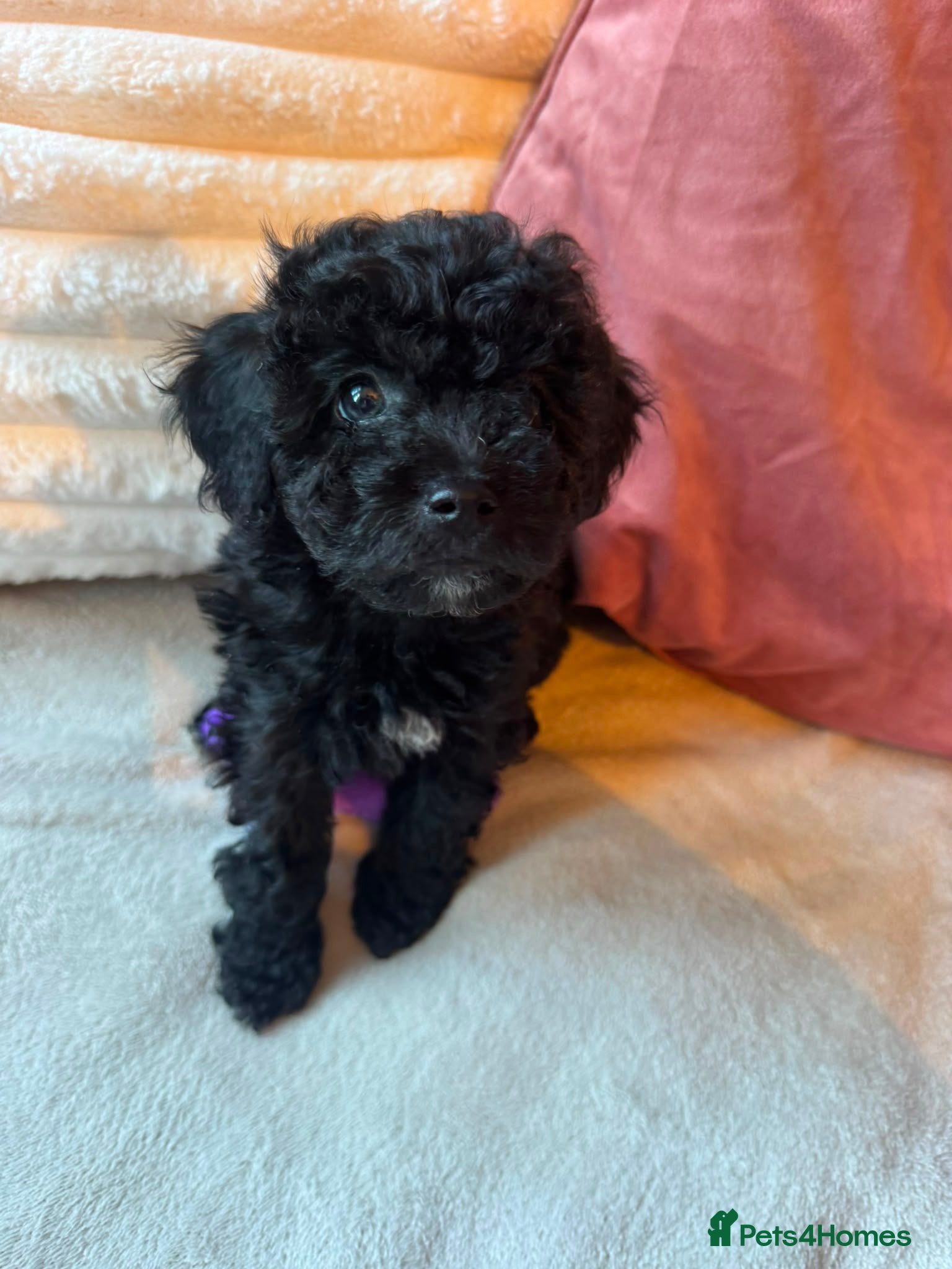 Cavapoo dogs 🐾 F1B MINIATURE CAVAPOO PUPPIES ARE HERE! 🐾 - Advert 2