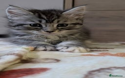Maine Coon cats for sale: Maine Coon - Image 37