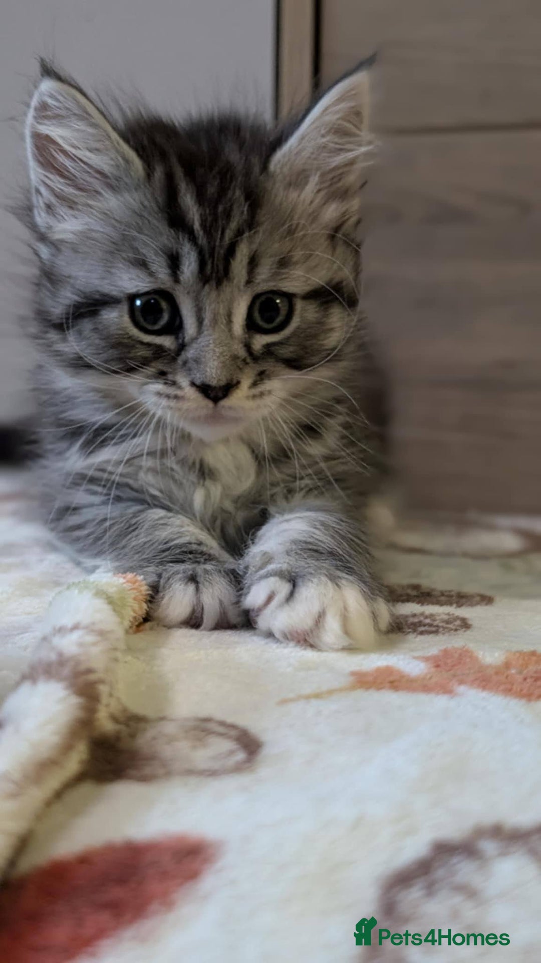 Maine Coon cats for sale: Maine Coon - Image 37