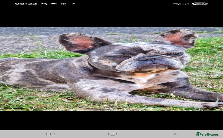 French Bulldog dogs 8 stunning french bulldogs - Advert 1