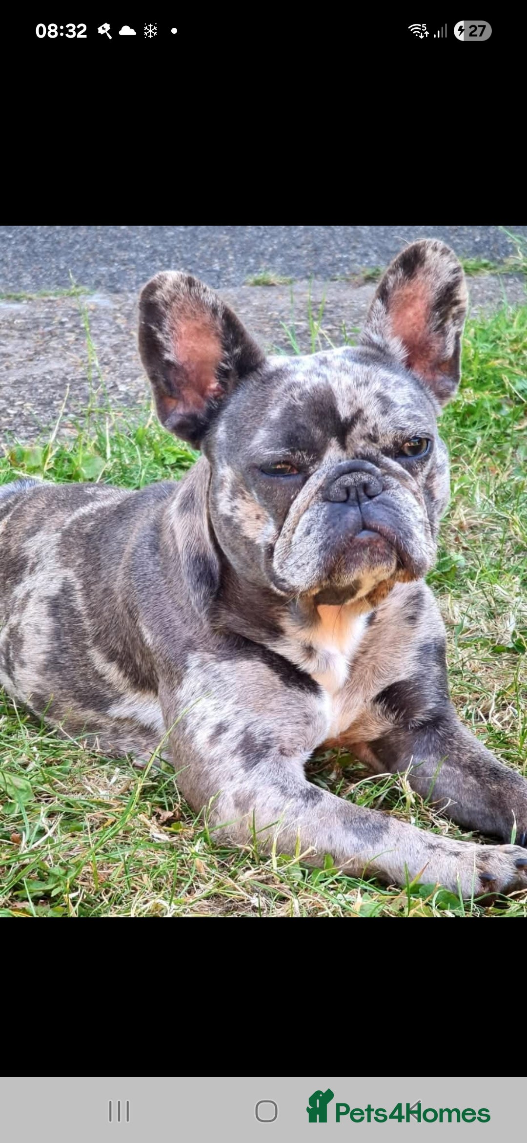 French Bulldog dogs for sale: 8 stunning french bulldogs - Advert 1