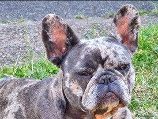 French Bulldog dogs for sale: 8 stunning french bulldogs - Advert 1