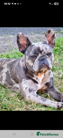 French Bulldog dogs 8 stunning french bulldogs - Advert 1