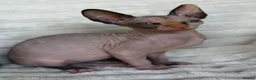 Sphynx cats for sale: Beautiful Sphynx Girl Ready for Her Forever Home  - Advert 14