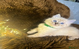 Ragdoll cats for sale: GCCF Sealpoint Mitted/Blue Lynx Ragdoll kittens - Image 12
