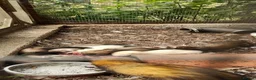 Ferret rodents for sale: 8 week old Ferrets for Sale in Scunthorpe - Advert 6