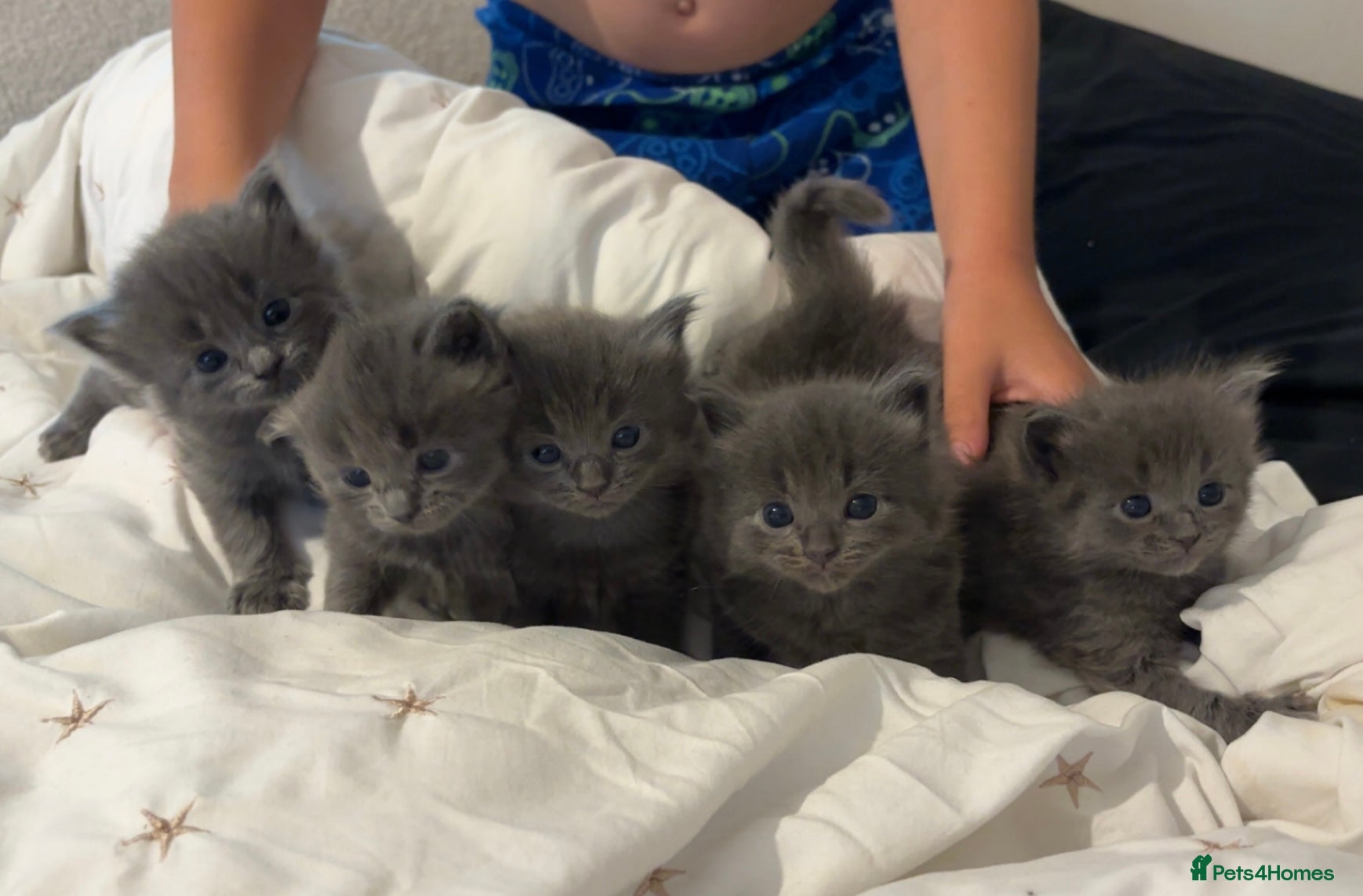 Ragdoll cats for sale: Ragdoll cross kittens for sale  - Advert 10