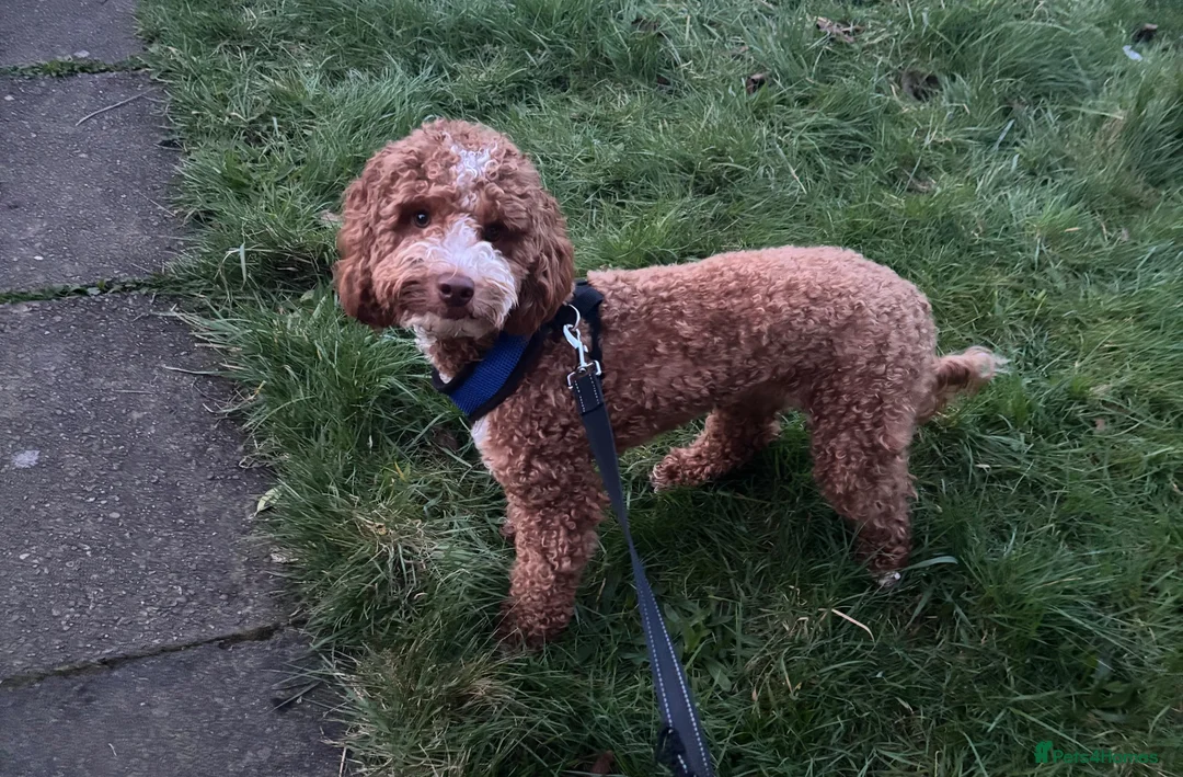 Cockapoo dogs for sale: Milo (f2 cockapoo) - Advert 2