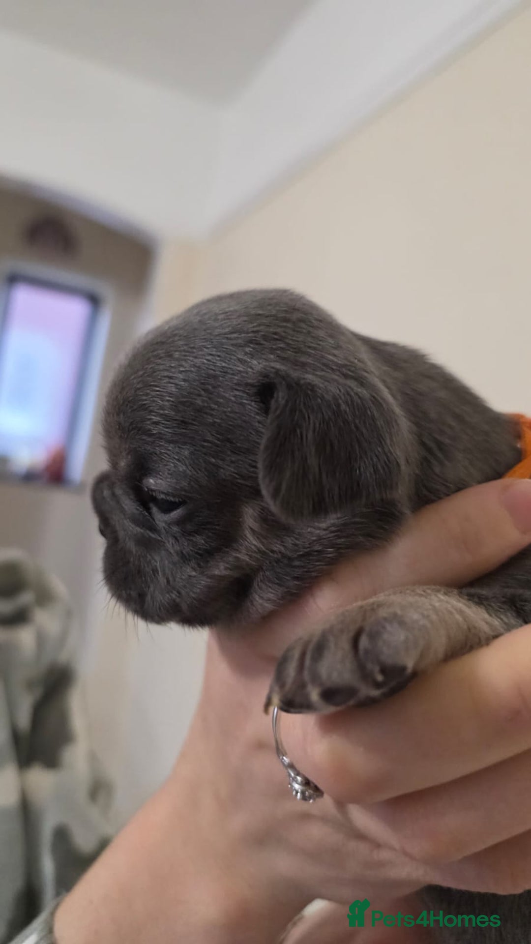 French Bulldog dogs for sale: Beautiful litter of French Bulldogs - Advert 24