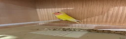Lovebirds birds for sale: Young love bird - Advert 1