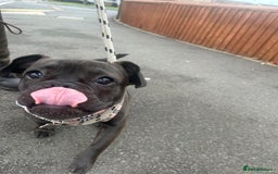 Mixed Breed dogs for sale: 6m staffy/frenchie/pug mix for sale due to cancer - Advert 5