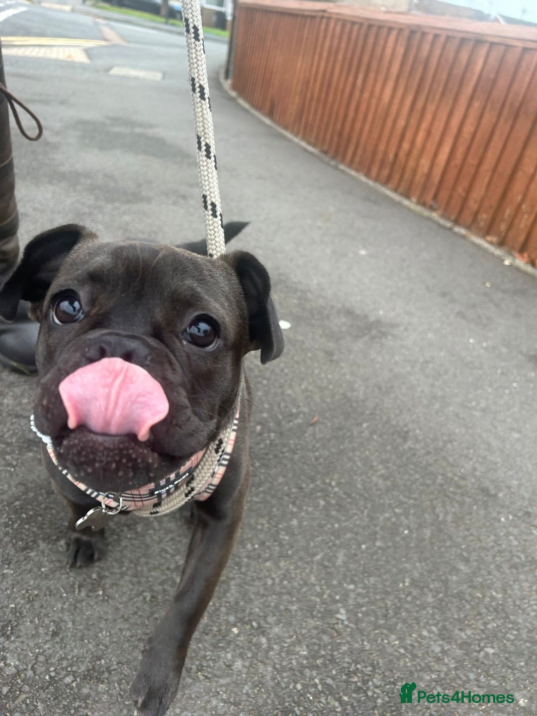 Mixed Breed dogs for sale: 6m staffy/frenchie/pug mix for sale due to cancer - Advert 5