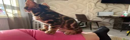 Bengal cats for sale: 🐾 Beautiful Bengal Kittens Available! 🐆❤️ - Advert 4