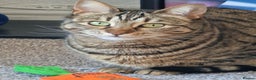 Bengal cats for sale: Beautiful Bengal Cross Female 3yrs - Advert 2