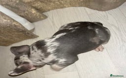 French Bulldog dogs for sale: READY NOW French bulldog puppies  - Advert 36