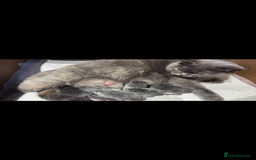 British Shorthair cats for sale: 🍩chocolate , lilac, blue , black GCCF , ready Jan - Advert 2