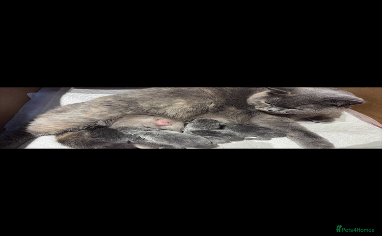 British Shorthair cats - Advert 11