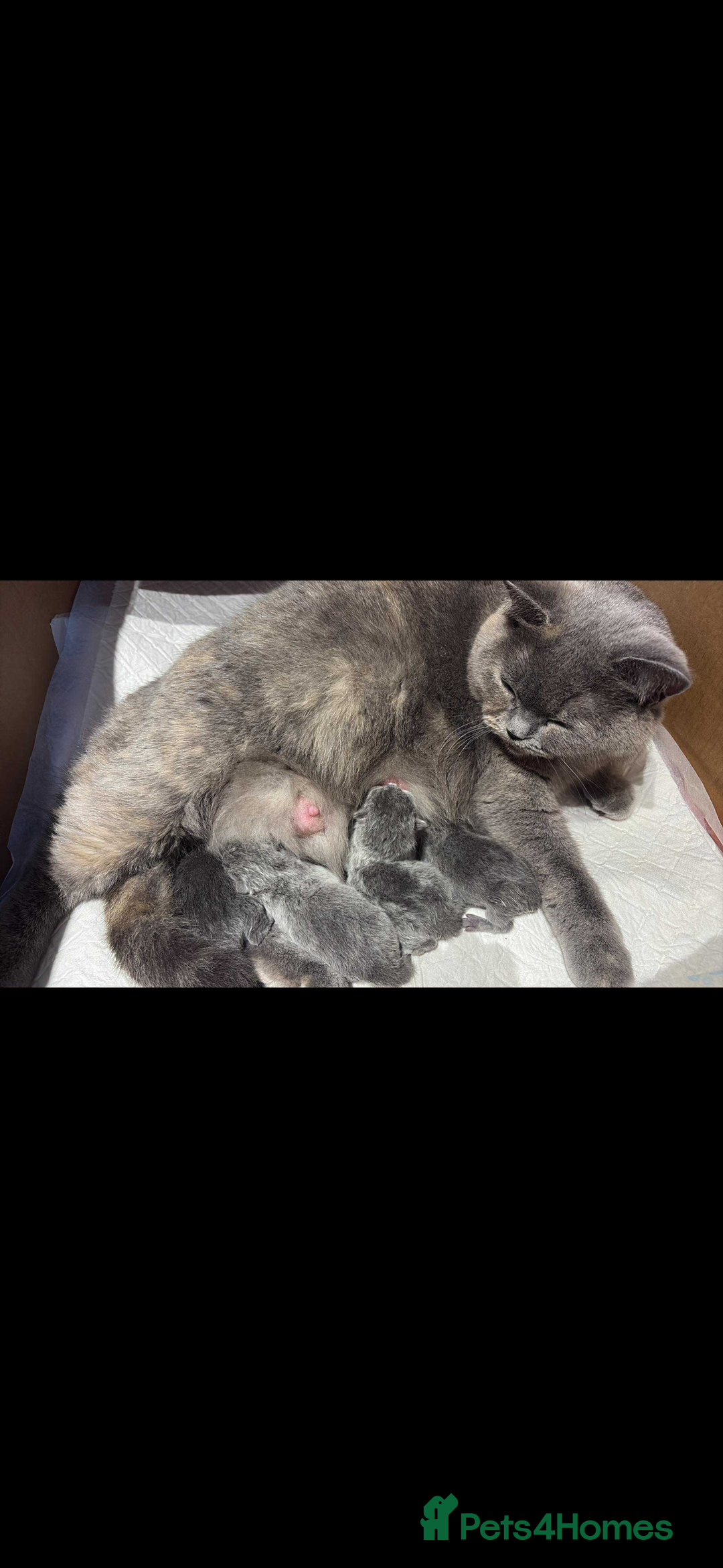 British Shorthair cats for sale: 🍩chocolate , lilac, blue , black GCCF , ready Jan - Advert 2