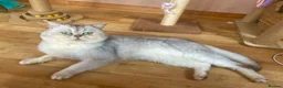 Scottish Fold cats for stud: Imported chinchilla silver shaded ns11 for stud - Advert 2
