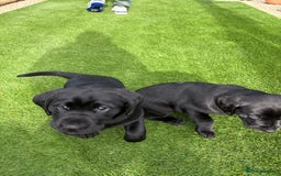 Labrador Retriever dogs for sale: Stunning kc labradors  - Image 1