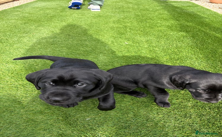 Labrador Retriever dogs - Advert 16