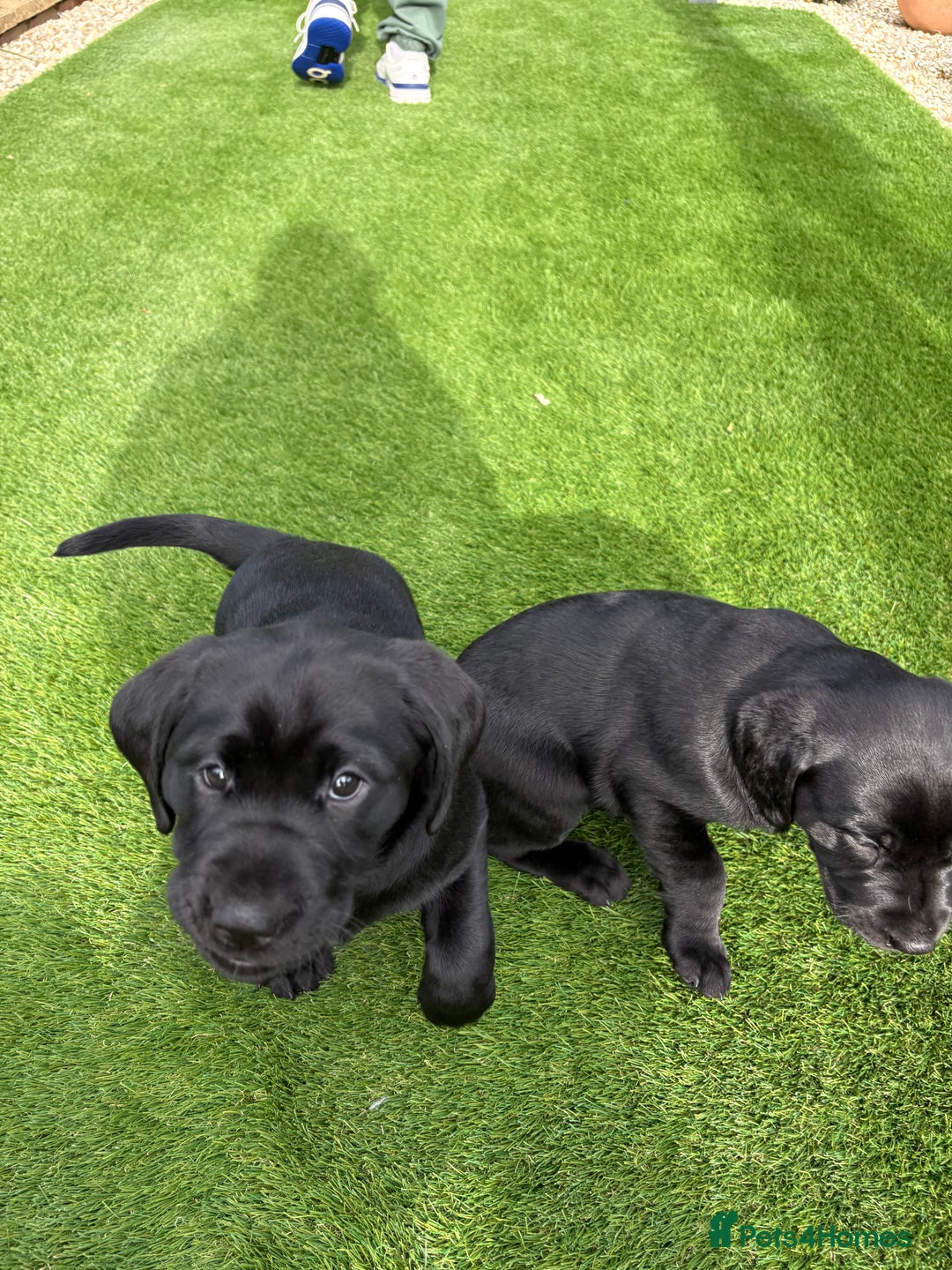 Labrador Retriever dogs for sale: Stunning kc labradors  - Image 1