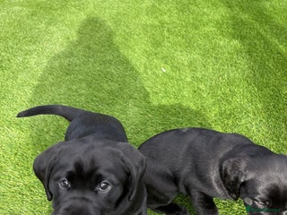 Labrador Retriever dogs - Advert 3