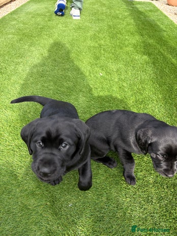 Labrador Retriever dogs - Advert 4
