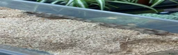 Corn Snake reptiles for sale: Various corn snakes/colubrids at urban exotics  - Advert 15