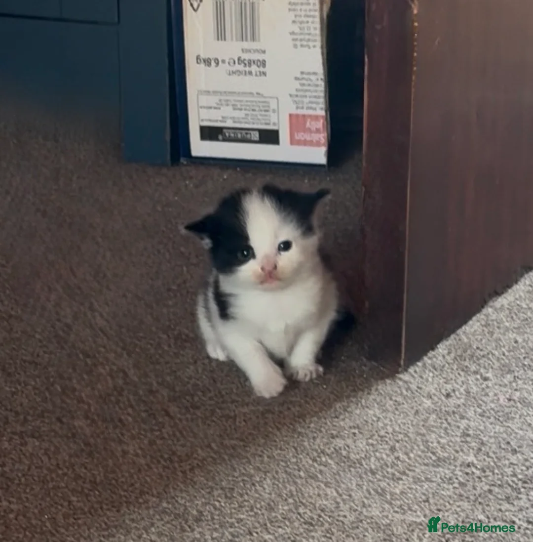 Mixed Breed cats for sale: Beautiful Ragdoll Cross Breed Kittens  - Advert 2