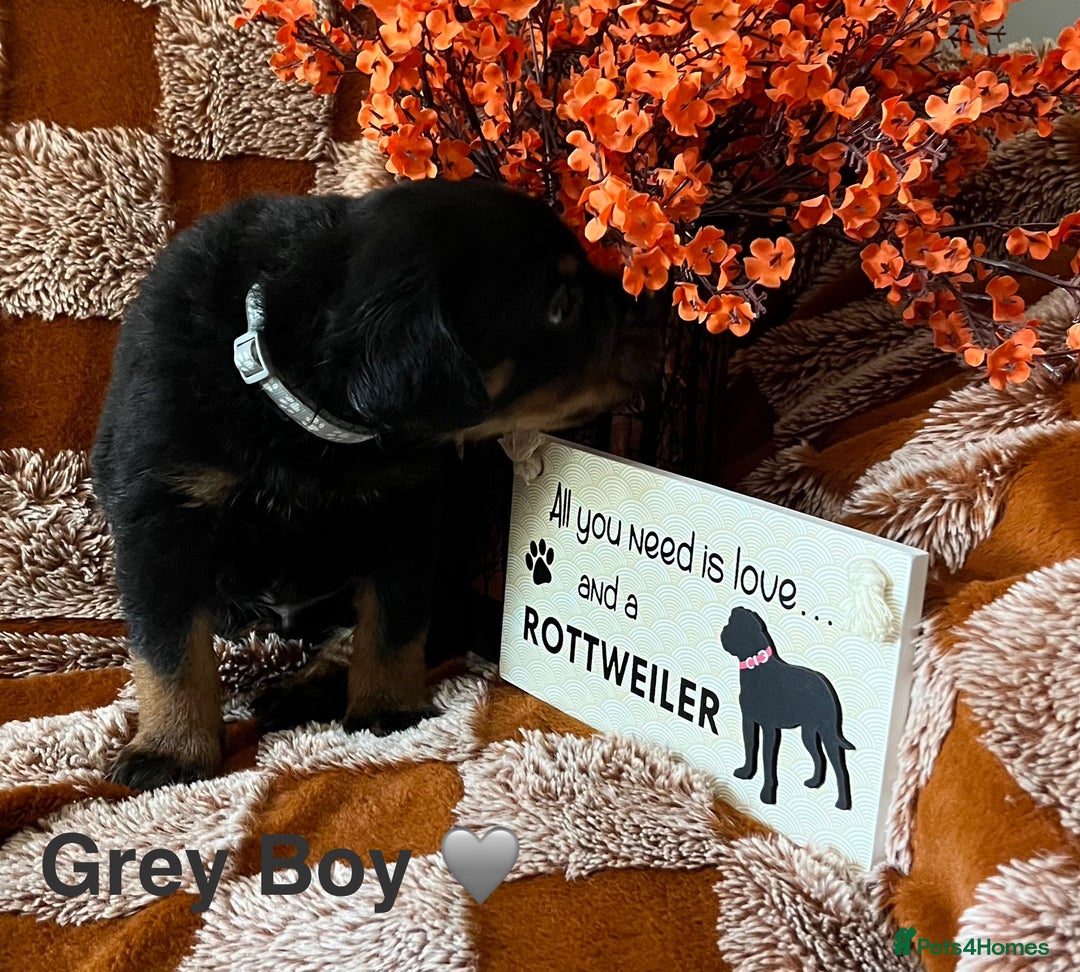 Rottweiler dogs for sale: The best of the best Rottweilers  - Image 12
